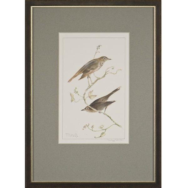 Thrush Print by Daughdrill