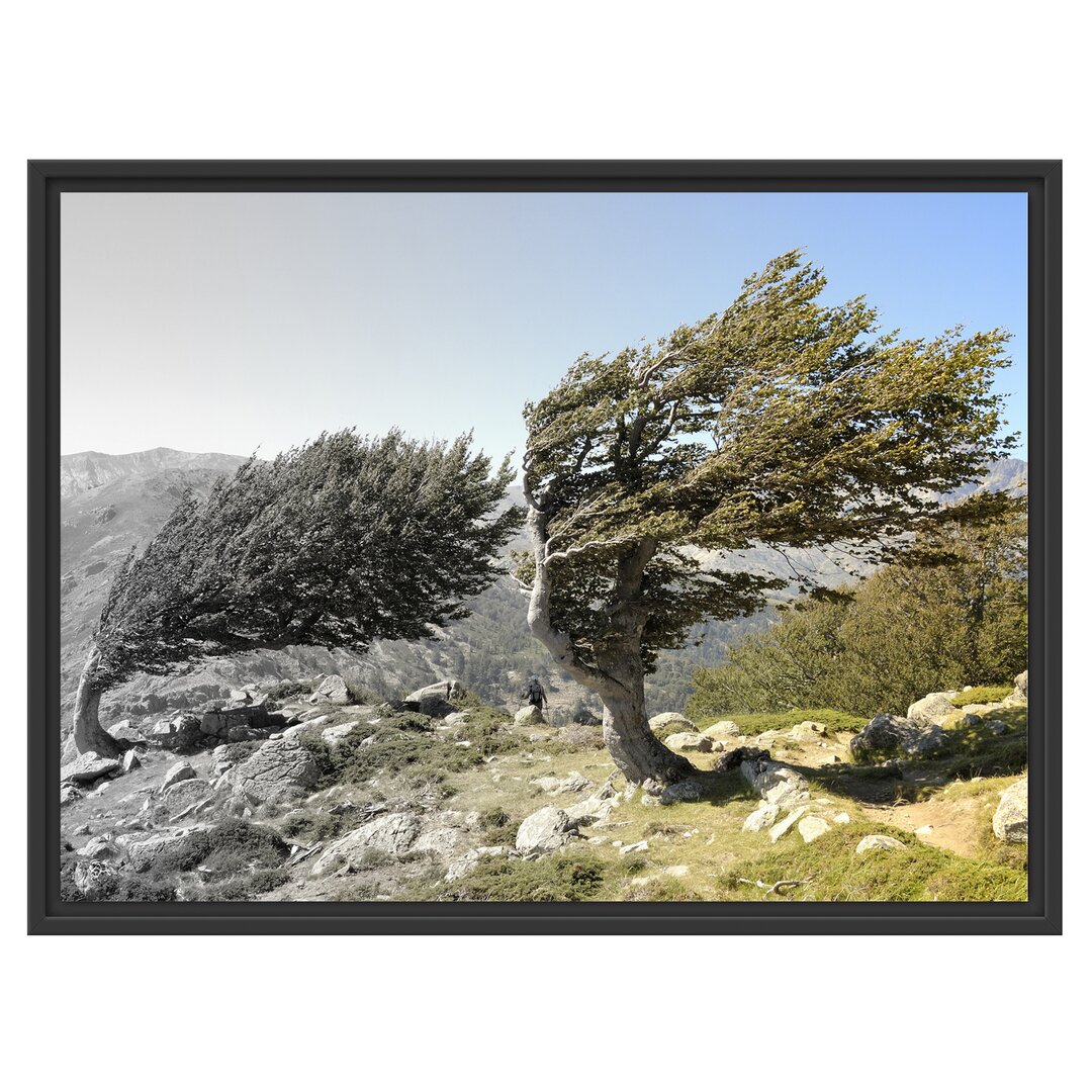 Gerahmtes Wandbild Alter Schiefer Baum in den Bergen