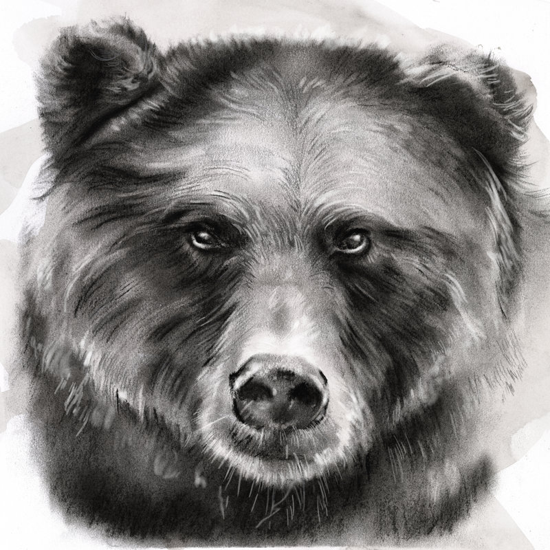 «Bear Grin I», peinture sur toile, H 36 po x l 36 po