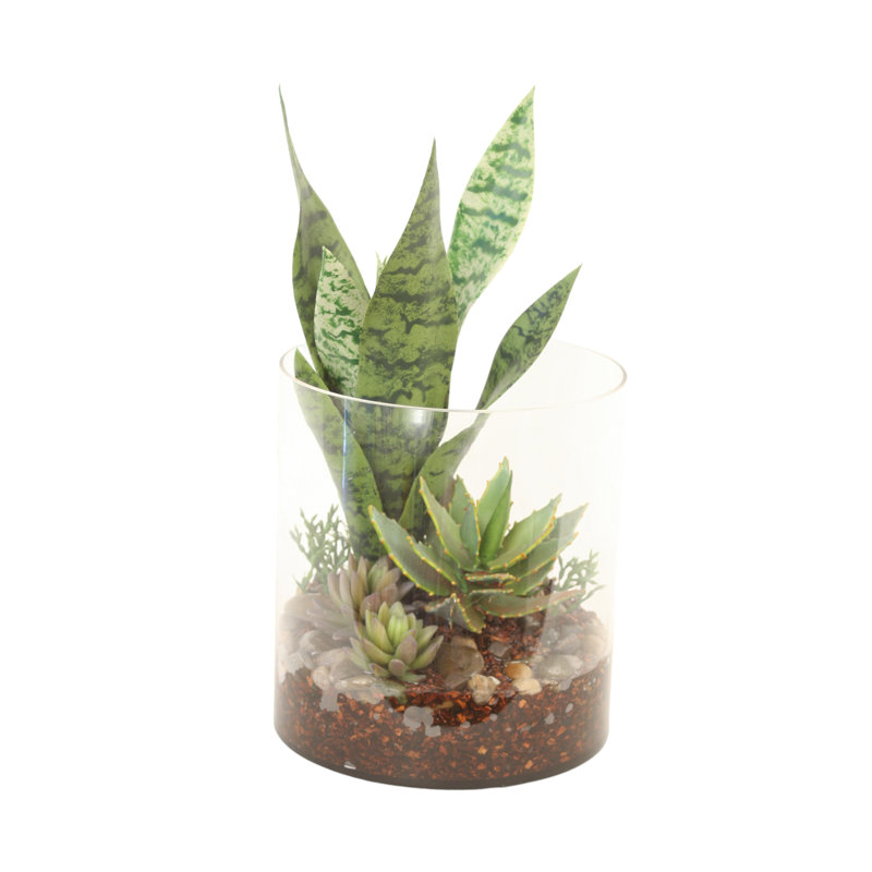 Jardin succulent dans un grand cylindre rond