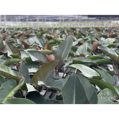 Nature's Way Farms Philodendron Rojo Congo Live Plant 25-30 inches Tall in Grower Pot