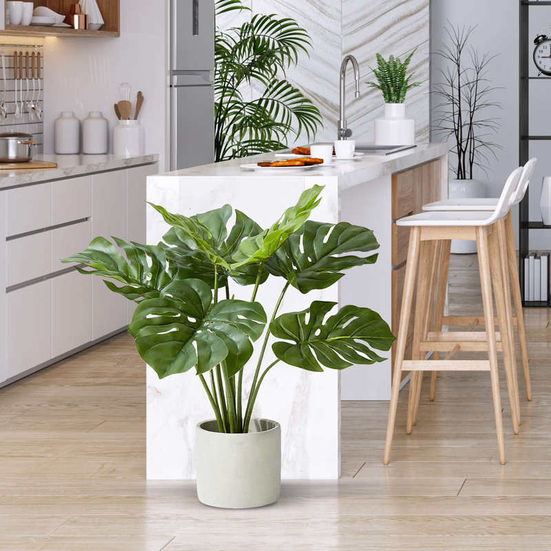Plante en pot 21 "Evergreen, 1
