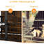 Cage pour chien robuste de 41 po, pour l'intérieur avec grand, réglable et munie d'une cage de rangement, de canines à mâcher