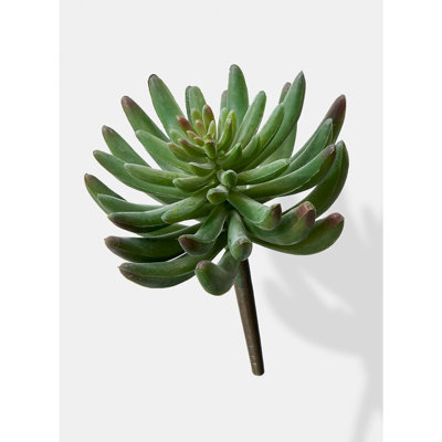 Station de prélèvement artificielle à succulent