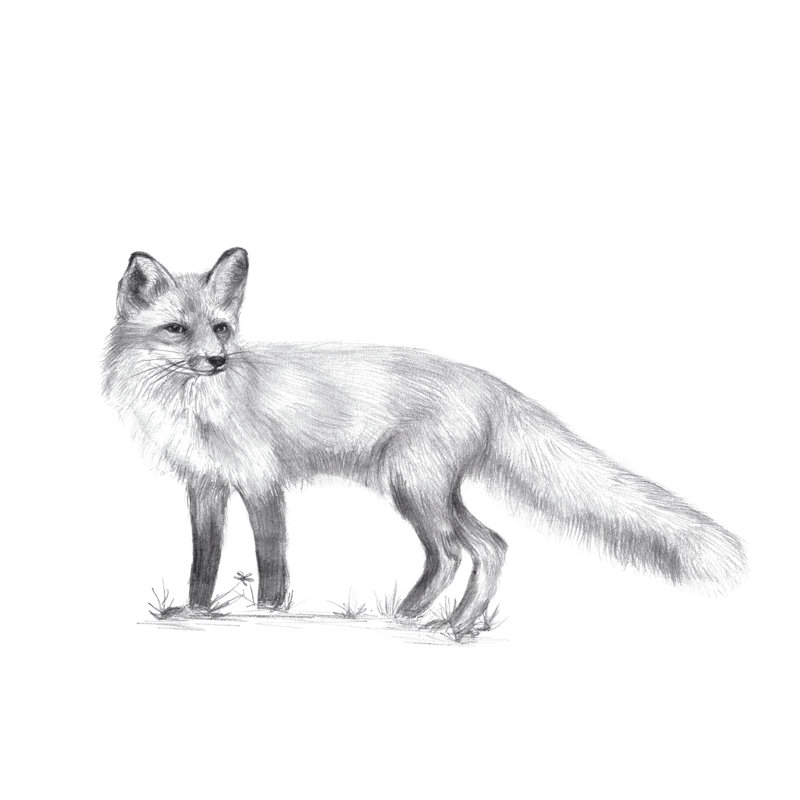Wildlife Trail I by Melissa Wang - Wrapped Canvas Print, 30cm H x 46cm W
