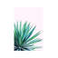 Agave Love - Print on Canvas-101336516-101336517