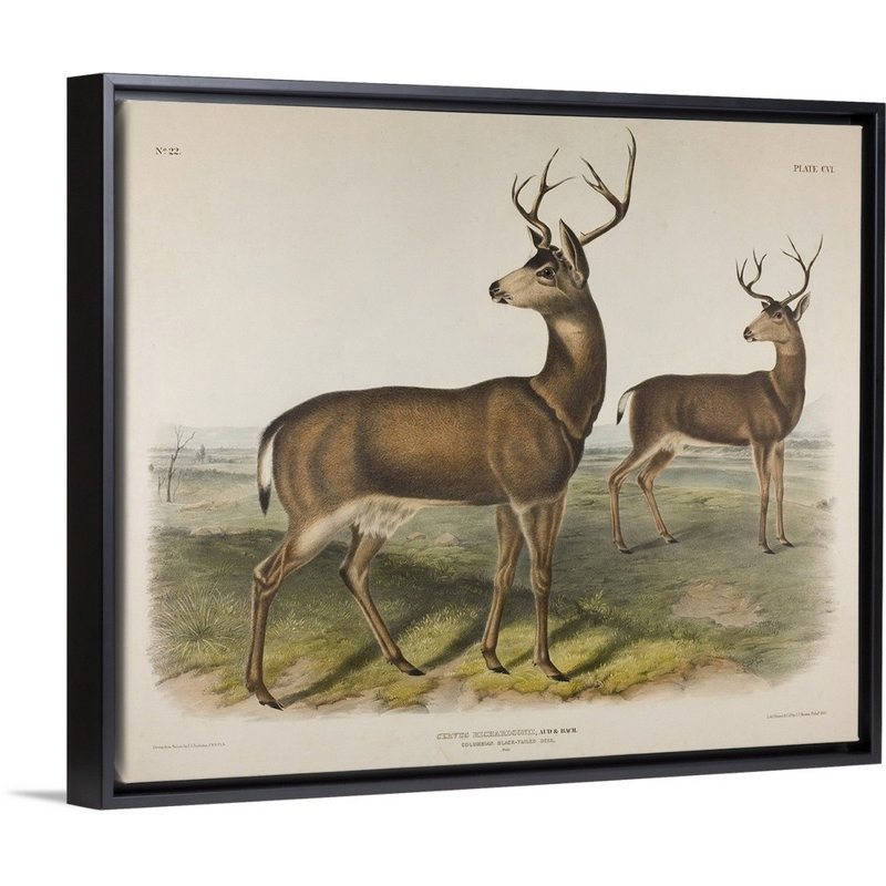 «Planche 106, Cervus Richardsonii, Aud et bach colombien, cerf de Virginie, 1848 par James Audubon», reproduction sur toile