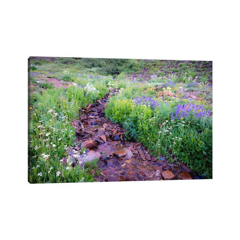 Field Of Beauty L by Dan Ballard - Wrapped Canvas Print, 20.32 cm H x 30.48 cm W