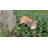 Animals Weather Resistant Water Resistant UV Resistant Polyresin Garden Statue