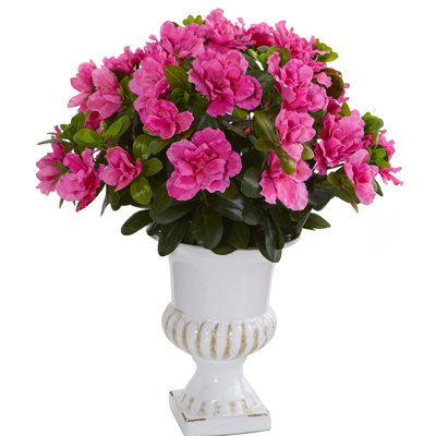 Azalea Arrangement in Planter