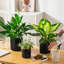 ZTHPOT Ceramic Pot Planter-865196227