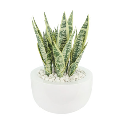 Snake Plant in Fiberstone Planter with Rocks