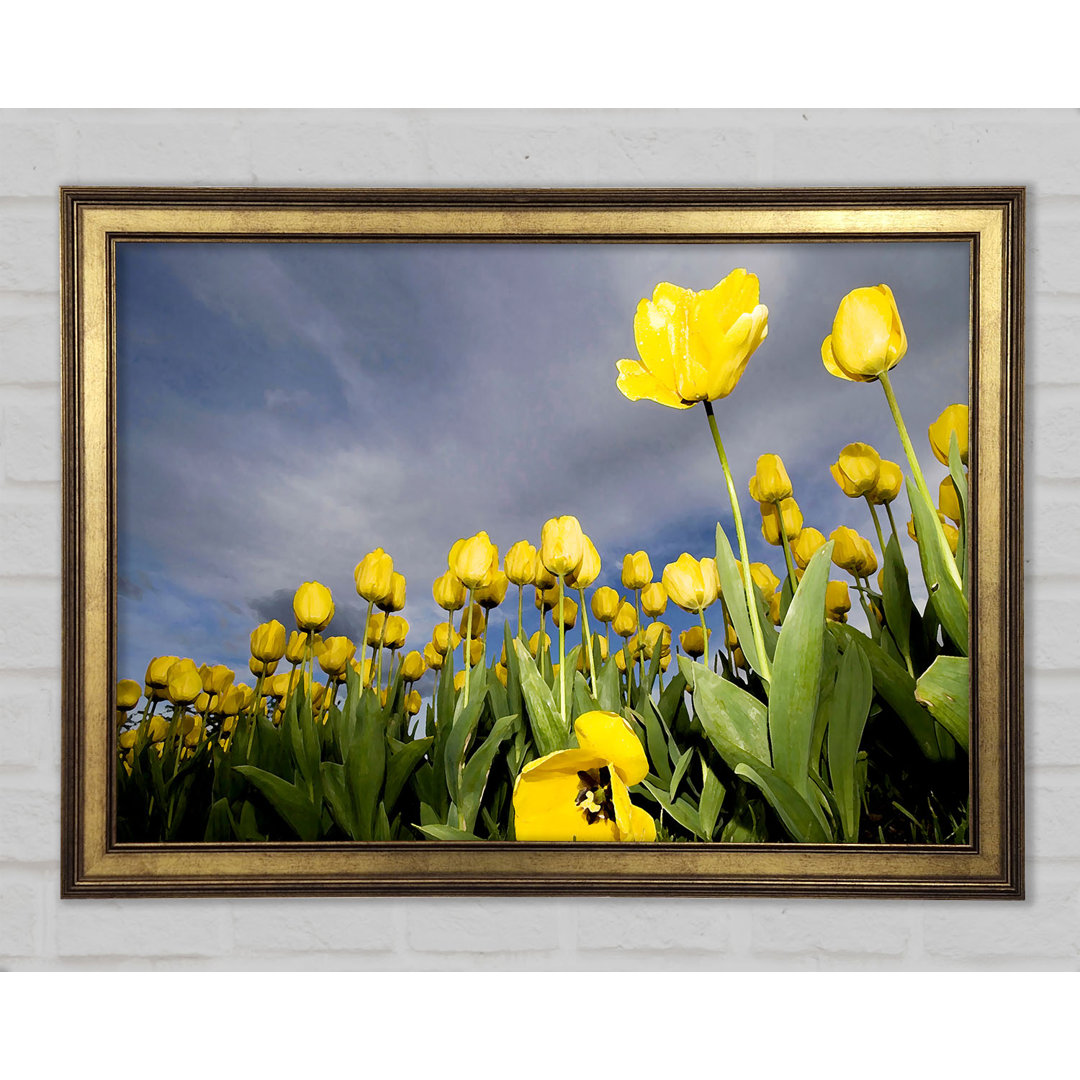 Gerahmtes Leinwandbild Yellow Tulip Field Storm