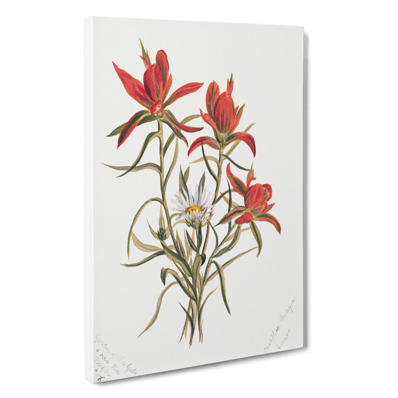 Indian Paintbrush by Mary Vaux Walcott - Wrapped Canvas Painting, 50cm H x 35cm W x 3cm D