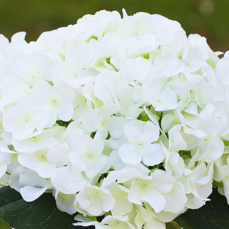 Arrangement floral d'hortensias en pot, Crème