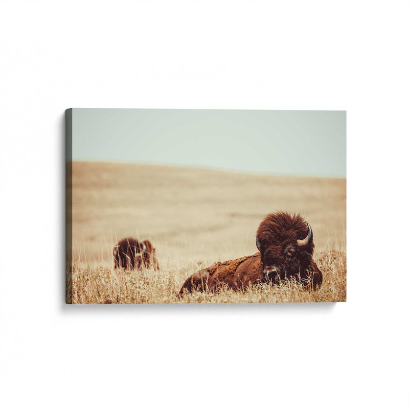 Prairie Giants Resting, reproduction sur toile, Toile tendue, H 20 po x l 30 po x P 1,25 po