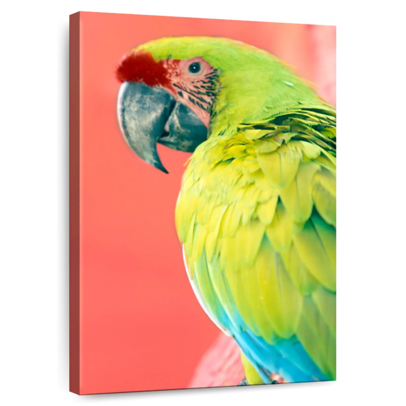 Brampt Green Macaw, 12" H x 8" W
