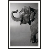 Belle Print by Trunk Archive