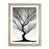 Oak Framed