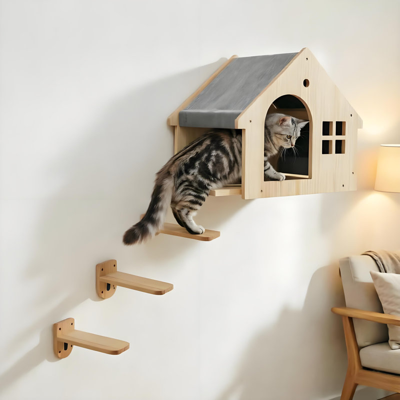 Marches d'escalade avec chat