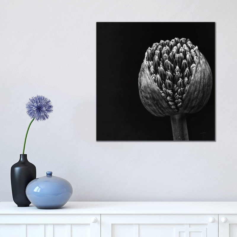 Allium II by Aledanda - Wrapped Canvas Print, 45.72 cm H x 45.72 cm W x 1.91 cm D