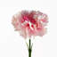 Plastic, Silk Artificial Arrangement-88685013