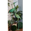 Statue de jardin Louie