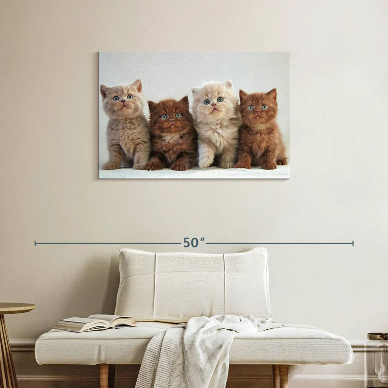 Chats British Shorthair, H 24 po x l 36 po