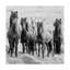 «Black and White Horses VIII», reproduction de photo sur toile tendue-685060840