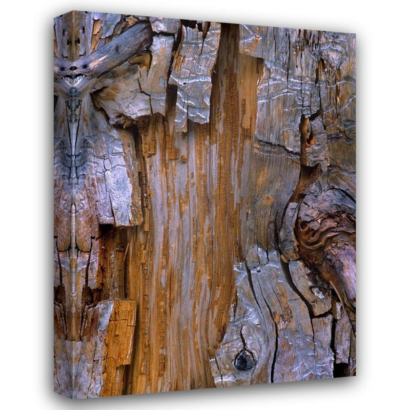 «Loon Peak® Fitzharris, Tim», art sur toile tendue sous le titre «Yellow Cedar Trunk»