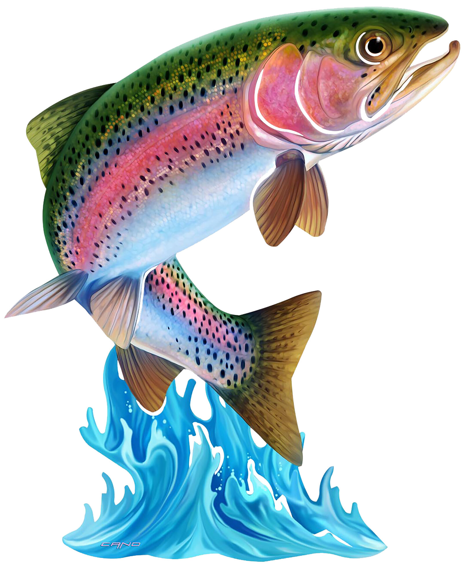 Highland Dunes Fish Hooks, Perch, Large Mouth Bass And Rainbow Trout Poster  Framed On Paper by Jean Plout Print & Reviews - Wayfair Canada
