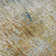 Premium Machine Washable Driessen AMF66 Gilded Rug