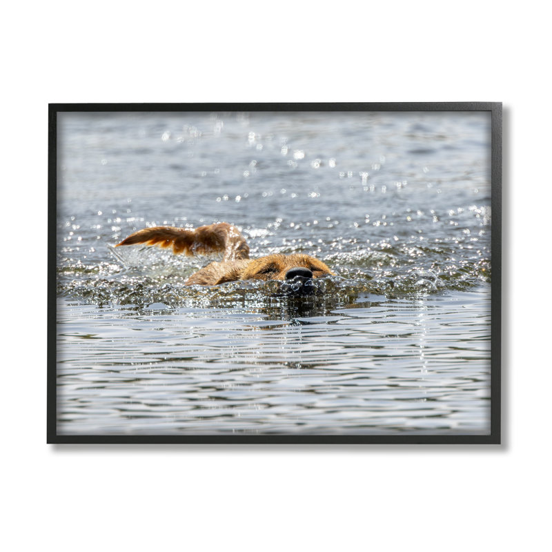 Ba-366 - Chien encadré nageant dans l'océan, Giclée encadrée noir minuit, H 11 po x l 14 po x P 1,5 po