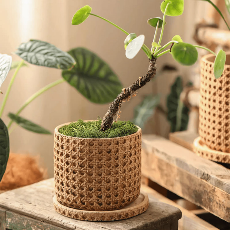 Briony Pot Planter