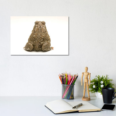 An Egyptian Or Square-Marked Toad At The National Mississippi River Museum And Aquarium by Joel Sartore - Gallery-Wrapped Canvas Giclée on Canvas