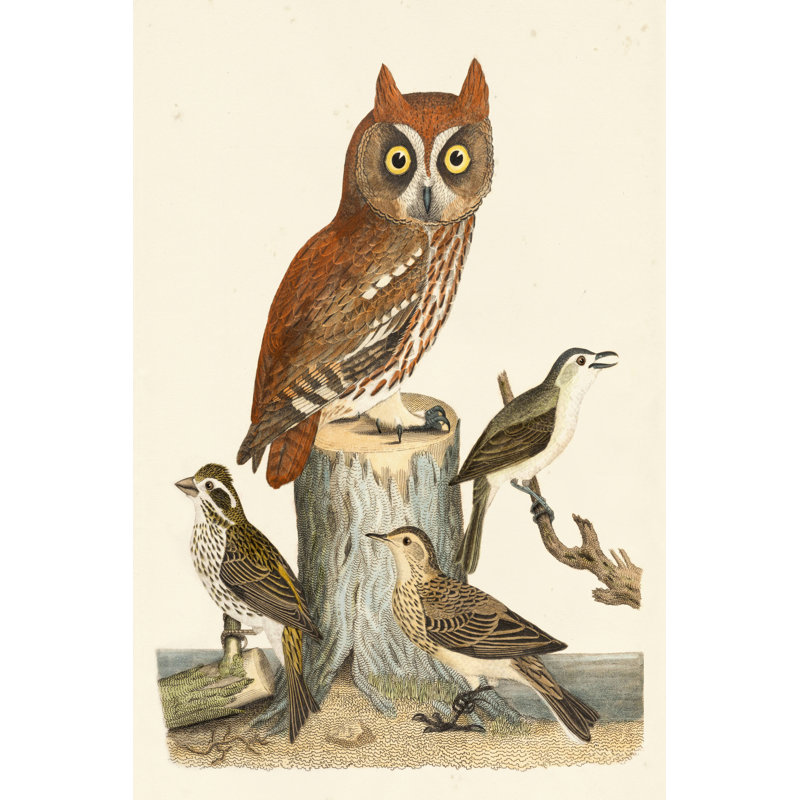 Wilson Owls II, H 36 po x l 24 po x P 1 po