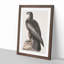 Hawk by John Audubon - Picture Frame Painting Print-55580420-55580419