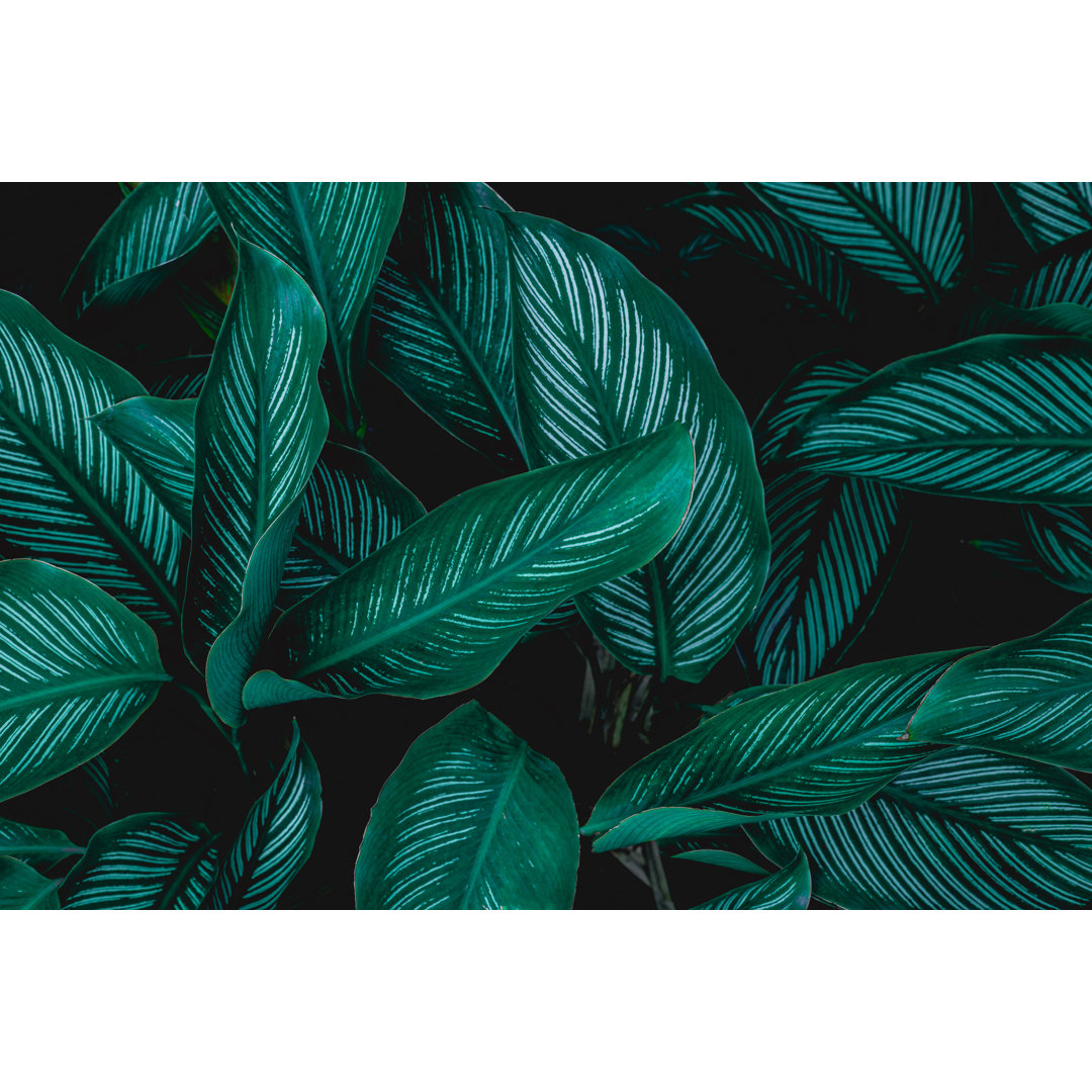 Green Leaf Background by Thanabodin Jittrong - Wrapped Canvas Print