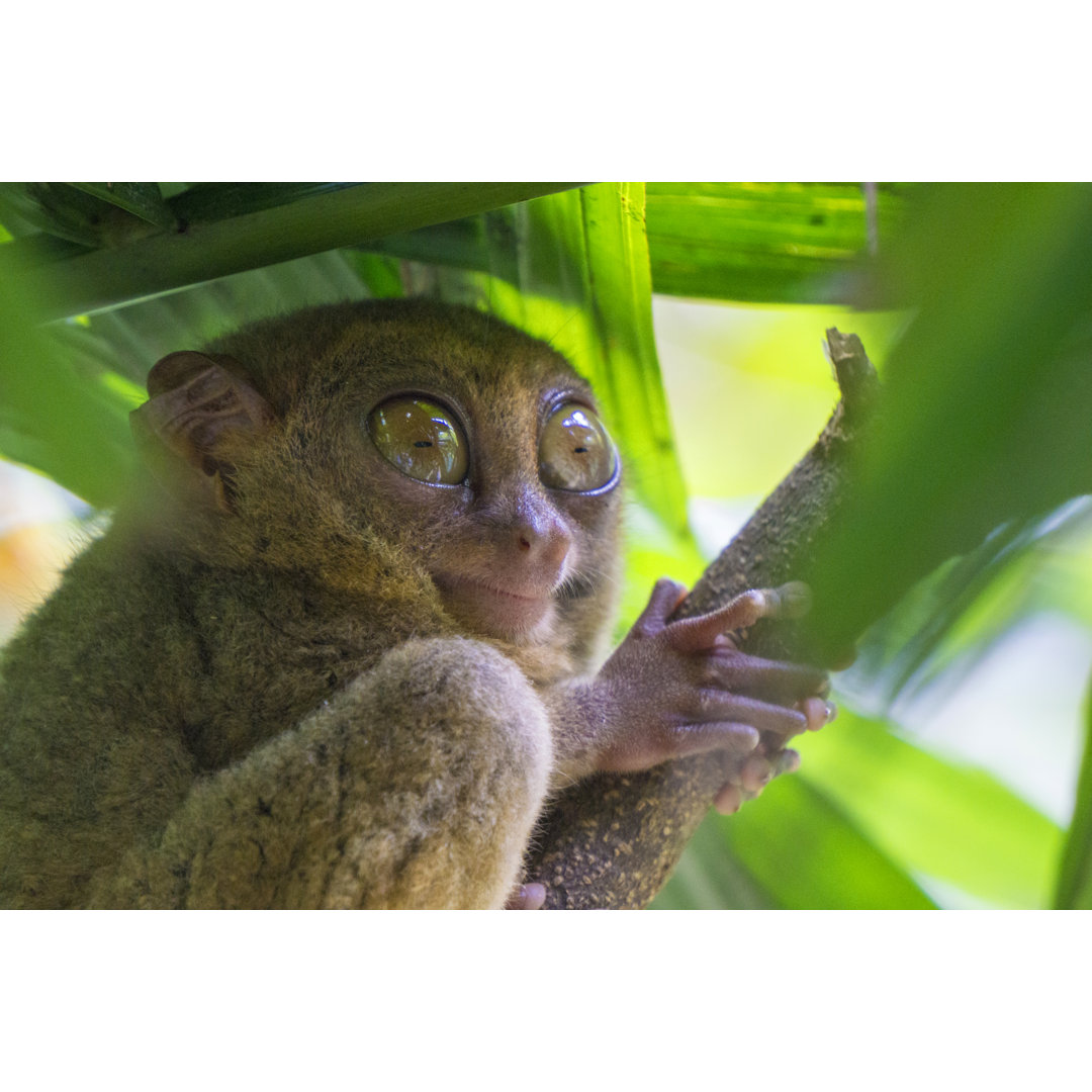 Tasier In The Philippines von Mattjeacock - Kunstdrucke auf Leinwand ohne Rahmen