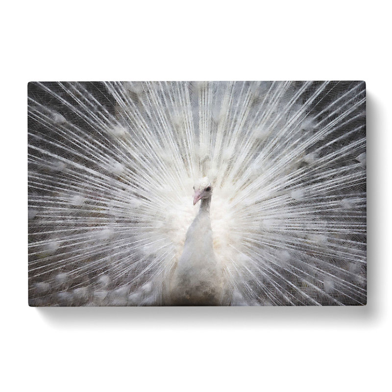 White Peacock - Wrapped Canvas, 50cm H x 76cm W x 3cm D