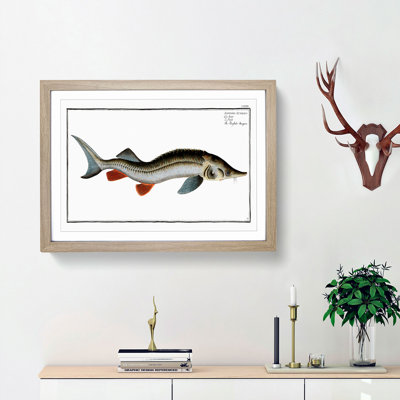 Rusfish-Sturgeon Fish by M.E. Bloch - Picture Frame Painting Print