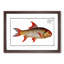 Sickle-Carp Fish by M.E. Bloch - Picture Frame Painting Print-55619165-55619166