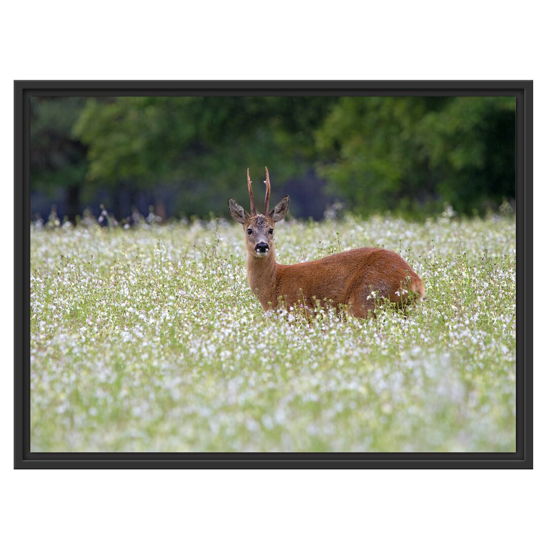 Gerahmtes Wandbild junger Hirsch auf Wildwiese