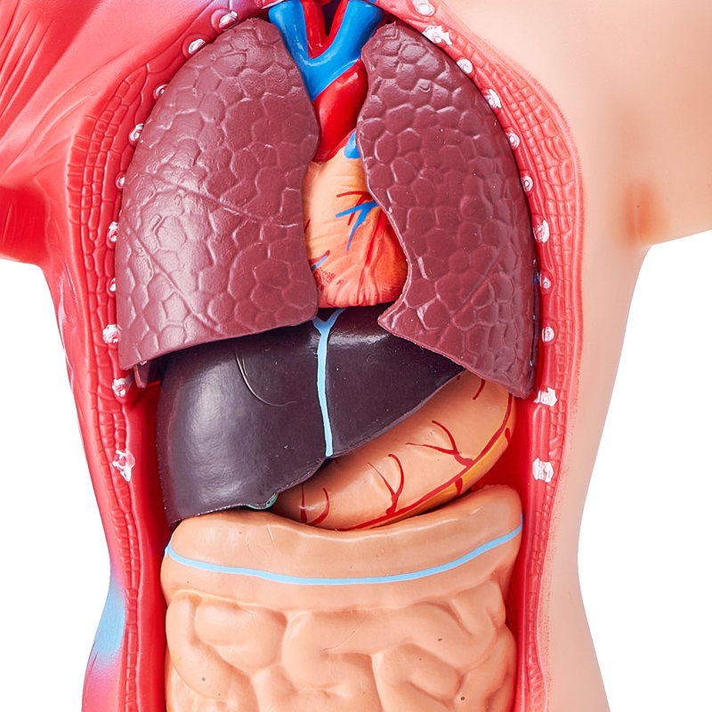 Modèle de corps humain, 15 pièces de 11 pouces, modèle d'anatomie du torse humain, modèle de squelette et d'organes amovibles, outil pédagogique pour les étudiants