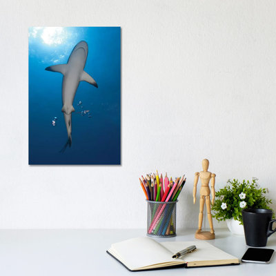 Reef Shark With Remora, Papua New Guinea by Steve Jones - Wrapped Canvas Print