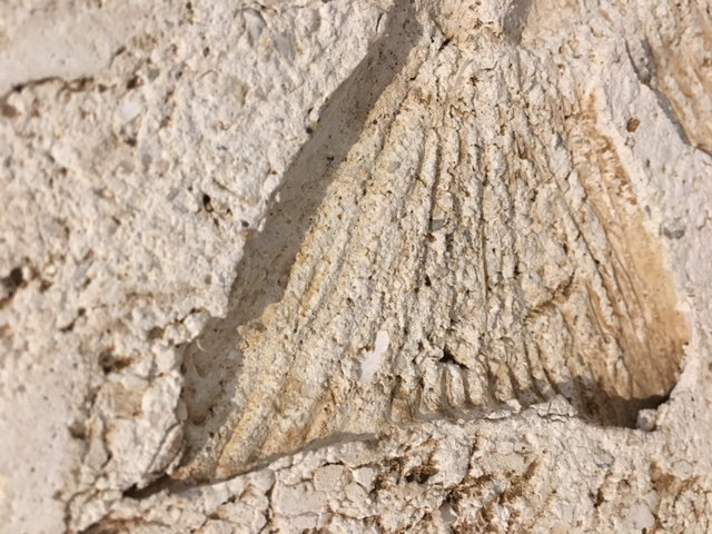 6" x 6" SeaStone Fish Tail Fossil Bevel Edge Medallion Tile in Buff
