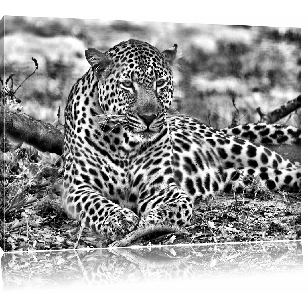 Leinwandbild Liegender Leopard im Laub in Monochrom