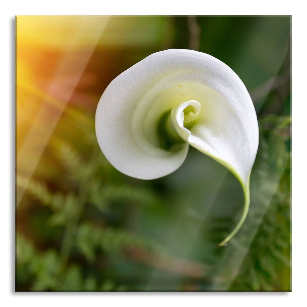 Glasbild Calla Lily Blume