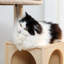 Arbre à chat multi-niveaux