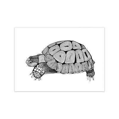 Tortoise by Carissa Tanton - Print